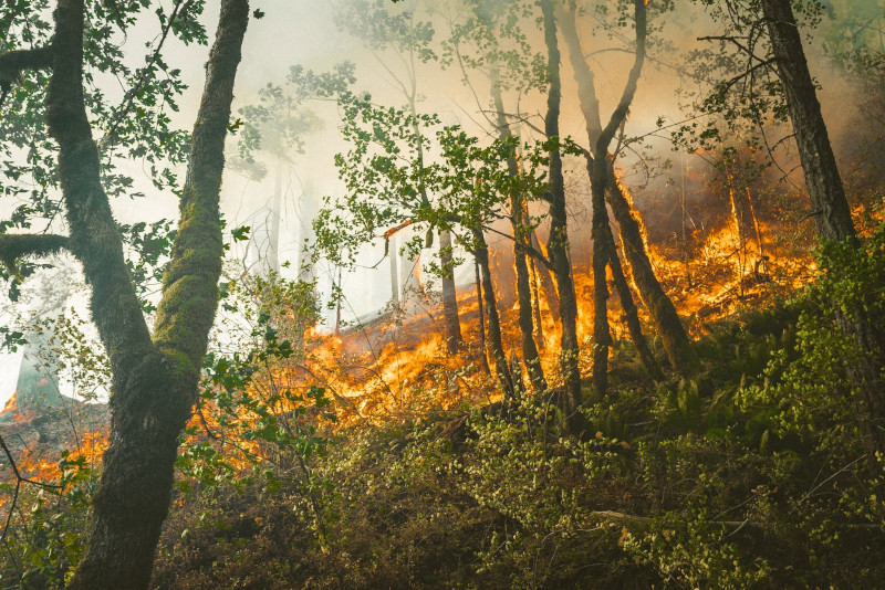 Enseña a tus hijos e hijas a evitar riesgos de incendios forestales 